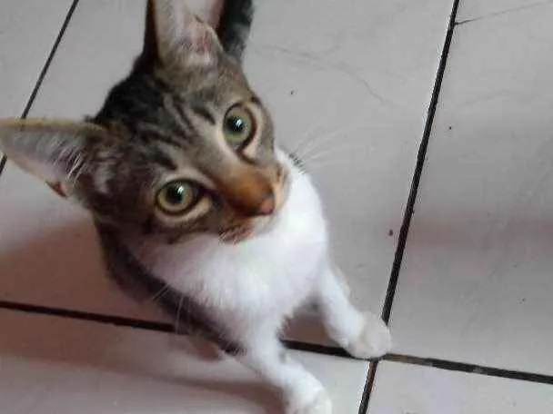 Gato ra a A mãe é Siamês idade 2 a 6 meses nome  Rajadinha