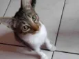 Rajadinha