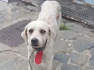 Cachorro raça Srd  idade  nome Não sei informar 