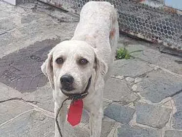 Cachorro ra a Srd  idade  nome Não sei informar 