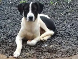 Cachorro raça  idade 2 a 6 meses nome Bob 