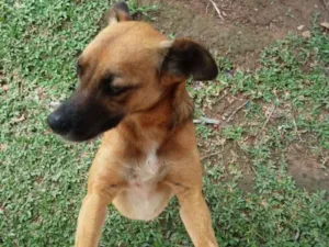 Cachorro raça SRD idade 3 anos nome DUCK GRATIFICA