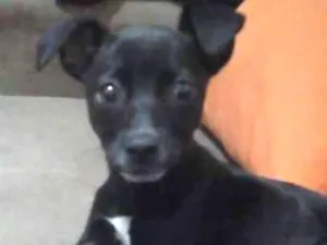 Cachorro raça SRD idade 2 a 6 meses nome Bela