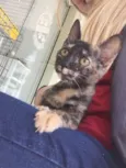 Mel