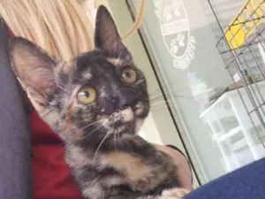 Gato raça SRD idade 2 a 6 meses nome Mel