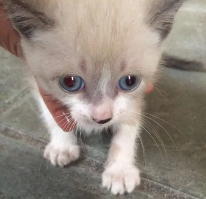 Gato ra a Indefinida idade Abaixo de 2 meses nome Cristal