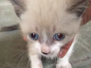 Gato raça Indefinida idade Abaixo de 2 meses nome Cristal