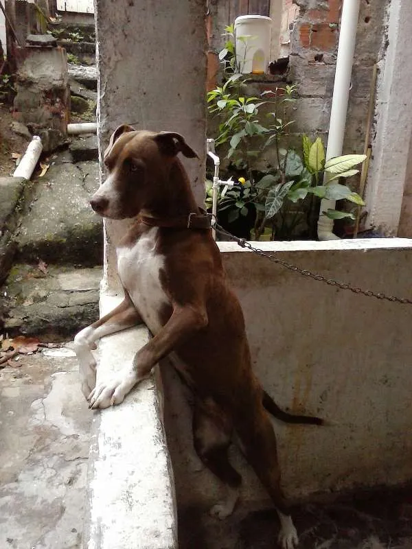 Cachorro raça Pit-Bull com Rottweiler idade 3 anos nome Luíza