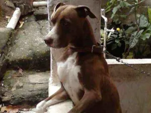 Cachorro raça Pit-Bull com Rottweiler idade 3 anos nome Luíza