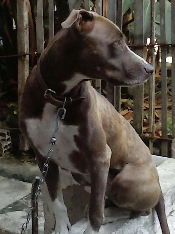 Cachorro raça Pit-Bull com Rottweiler idade 3 anos nome Luíza