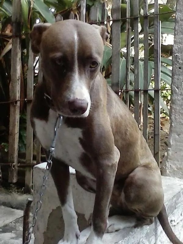Cachorro raça Pit-Bull com Rottweiler idade 3 anos nome Luíza