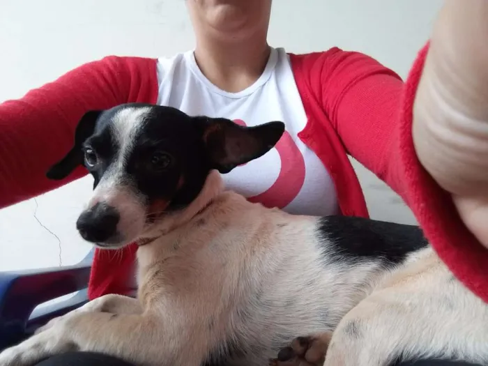 Cachorro ra a Nao sei idade  nome Nao sei pois achei p