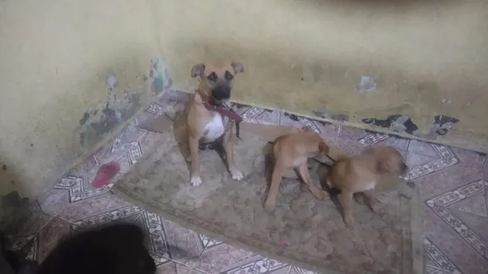 Cachorro ra a indefinido  idade 2 anos nome Captu