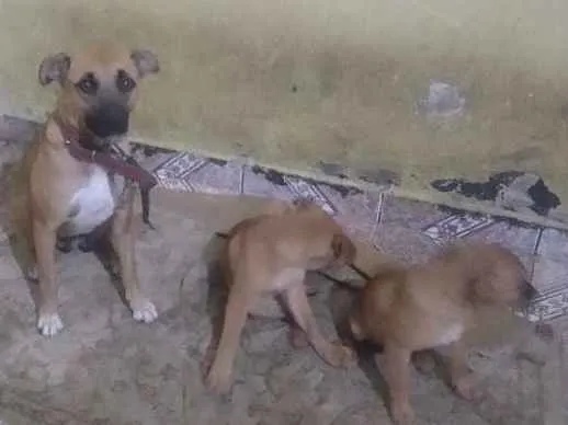 Cachorro ra a indefinido  idade 2 anos nome Captu