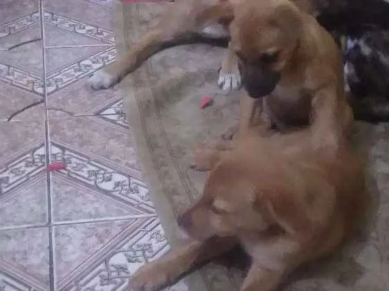 Cachorro ra a indefinido  idade 2 anos nome Captu