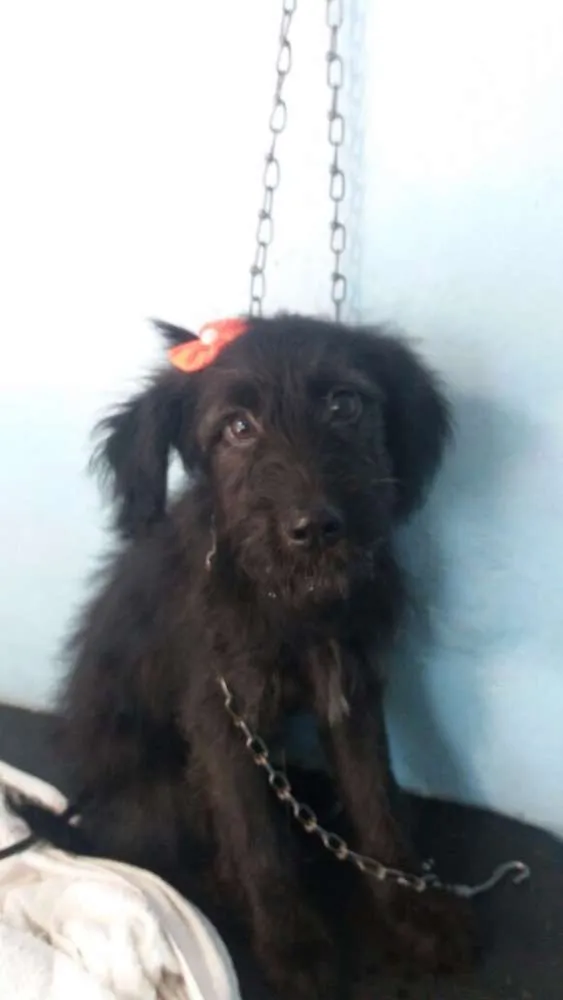 Cachorro ra a Vira-lata  idade 2 a 6 meses nome Babi