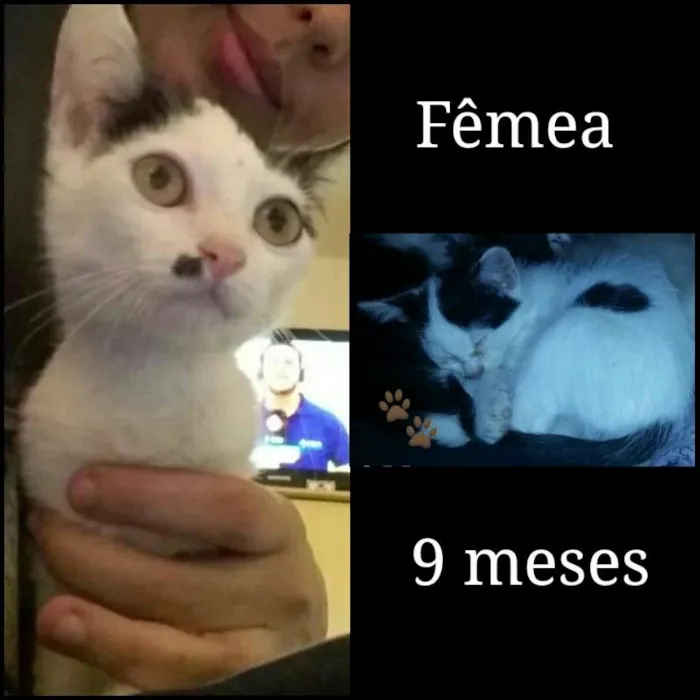 Gato raça SRD idade 7 a 11 meses nome Varios