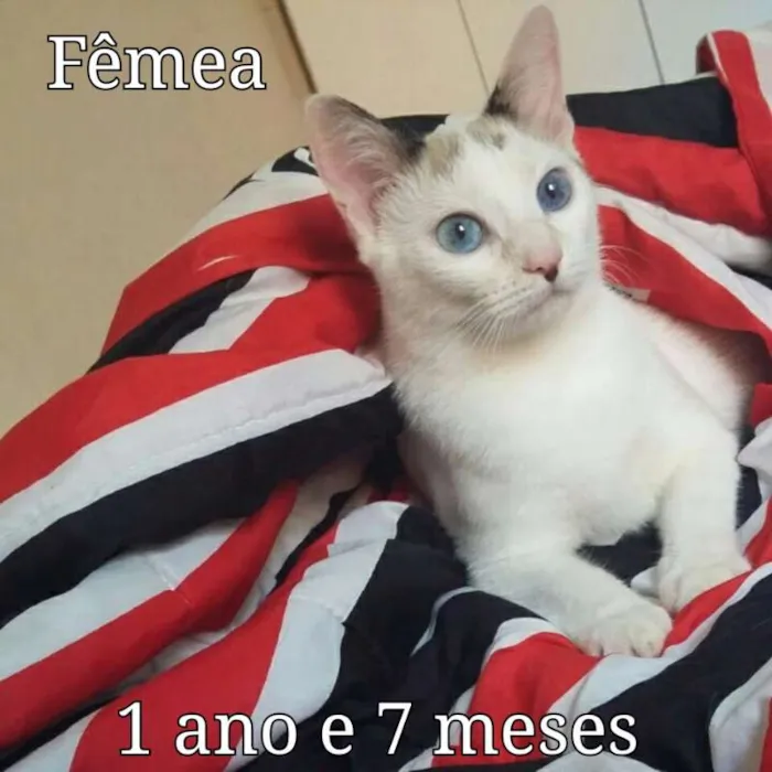 Gato raça SRD idade 7 a 11 meses nome Varios
