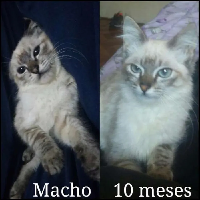 Gato raça SRD idade 7 a 11 meses nome Varios
