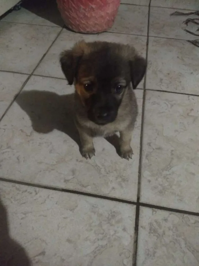 Cachorro ra a Vira lata idade 2 a 6 meses nome Maggie 