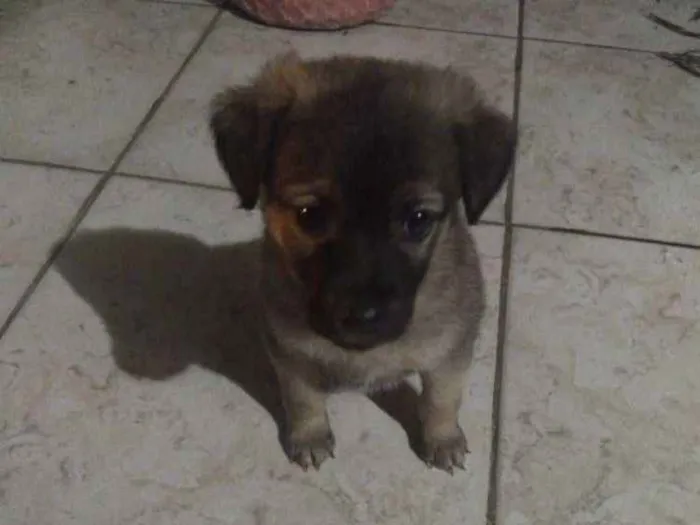 Cachorro ra a Vira lata idade 2 a 6 meses nome Maggie 