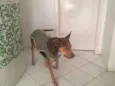 Bonita