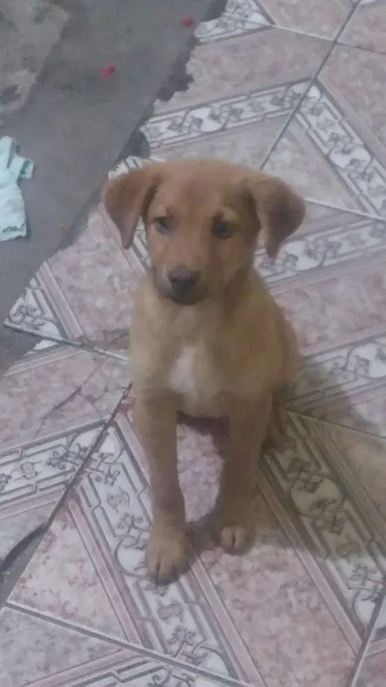 Cachorro ra a indefinido  idade 2 anos nome Captu