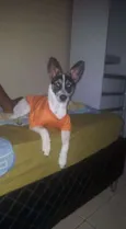Toby