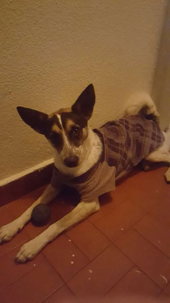 Cachorro ra a Viralata idade 1 ano nome Toby