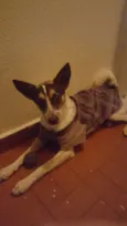 Toby