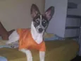 Toby
