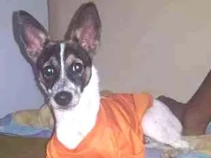 Cachorro raça Viralata idade 1 ano nome Toby