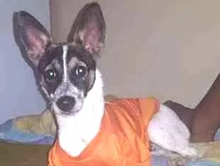 Cachorro ra a Viralata idade 1 ano nome Toby
