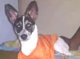 Toby