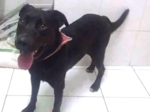 Cachorro raça SRD idade 2 anos nome Grandão