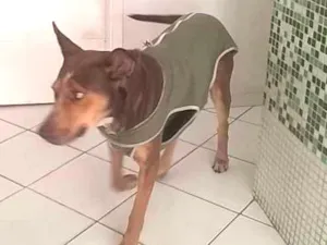 Cachorro raça SRD idade 2 anos nome Bonita