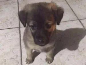 Cachorro raça Vira lata idade 2 a 6 meses nome Maggie 