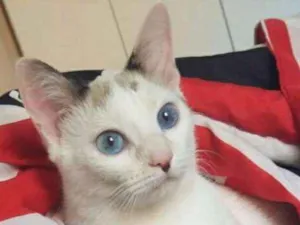 Gato raça SRD idade 7 a 11 meses nome Varios