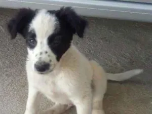Cachorro raça Mestiça idade 2 a 6 meses nome Thor