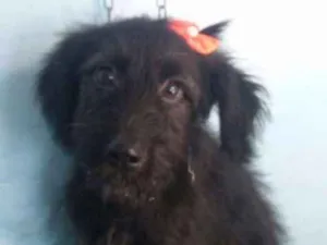 Cachorro raça Vira-lata  idade 2 a 6 meses nome Babi
