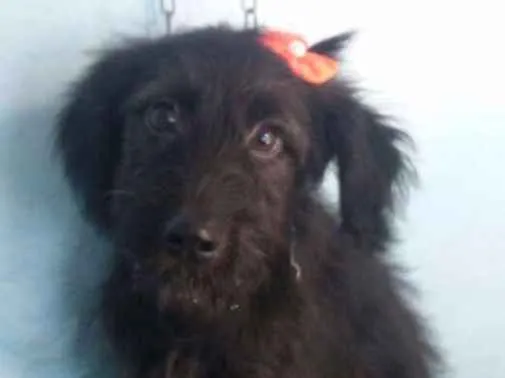 Cachorro ra a Vira-lata  idade 2 a 6 meses nome Babi