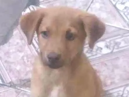 Cachorro ra a indefinido  idade 2 anos nome Captu
