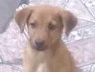 Cachorro raça indefinido  idade 2 anos nome Captu