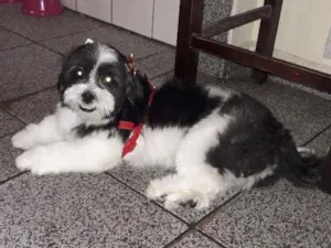 Cachorro raça Shitsu  idade 1 ano nome Mili