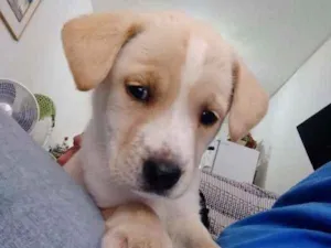 Cachorro raça Labrador idade Abaixo de 2 meses nome malu