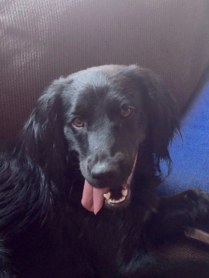 Cachorro ra a Golden com vira lata  idade 2 anos nome Malu