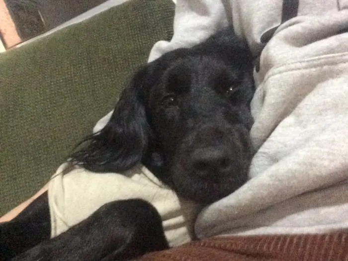 Cachorro ra a Golden com vira lata  idade 2 anos nome Malu