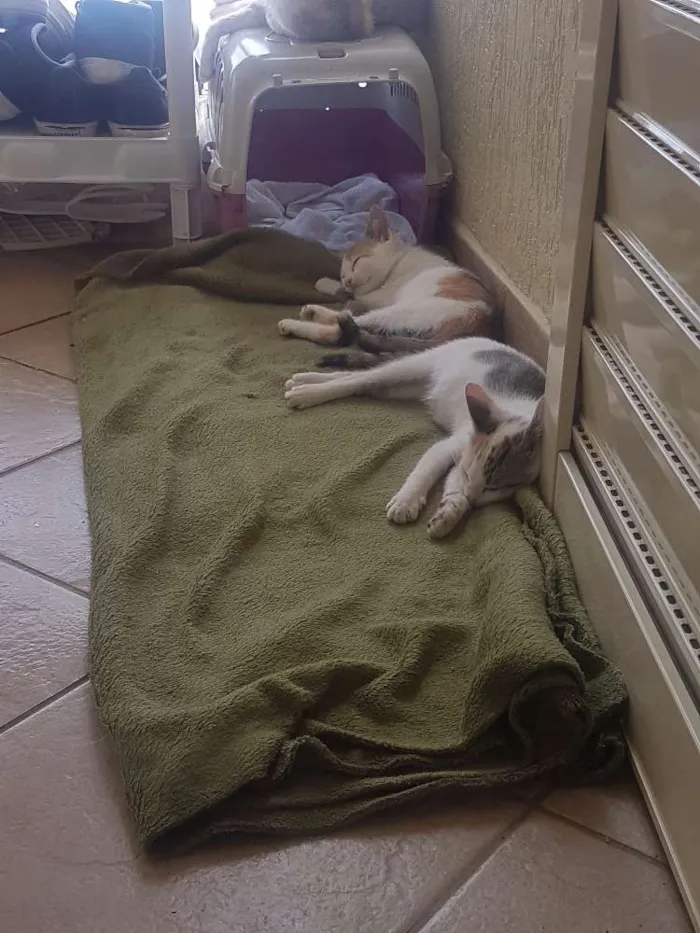 Gato ra a SRD idade 2 a 6 meses nome .