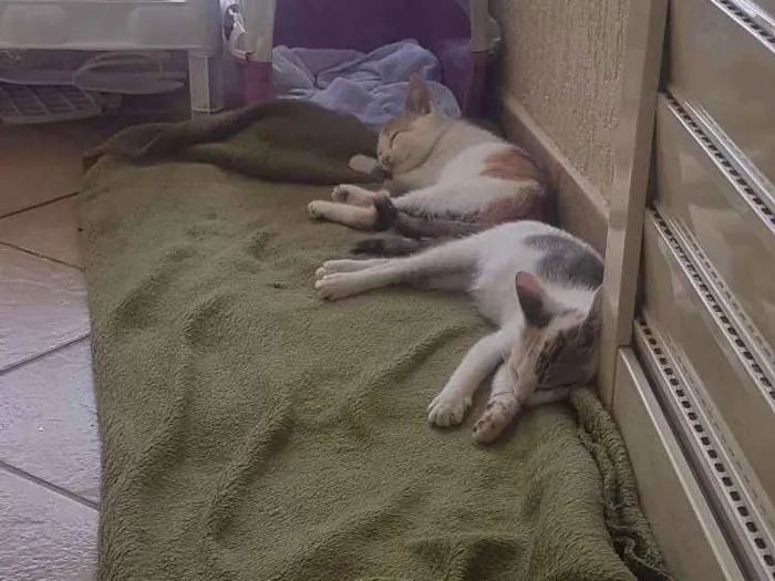 Gato ra a SRD idade 2 a 6 meses nome .