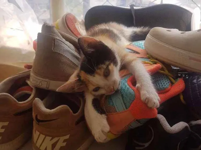 Gato ra a SRD idade 2 a 6 meses nome .